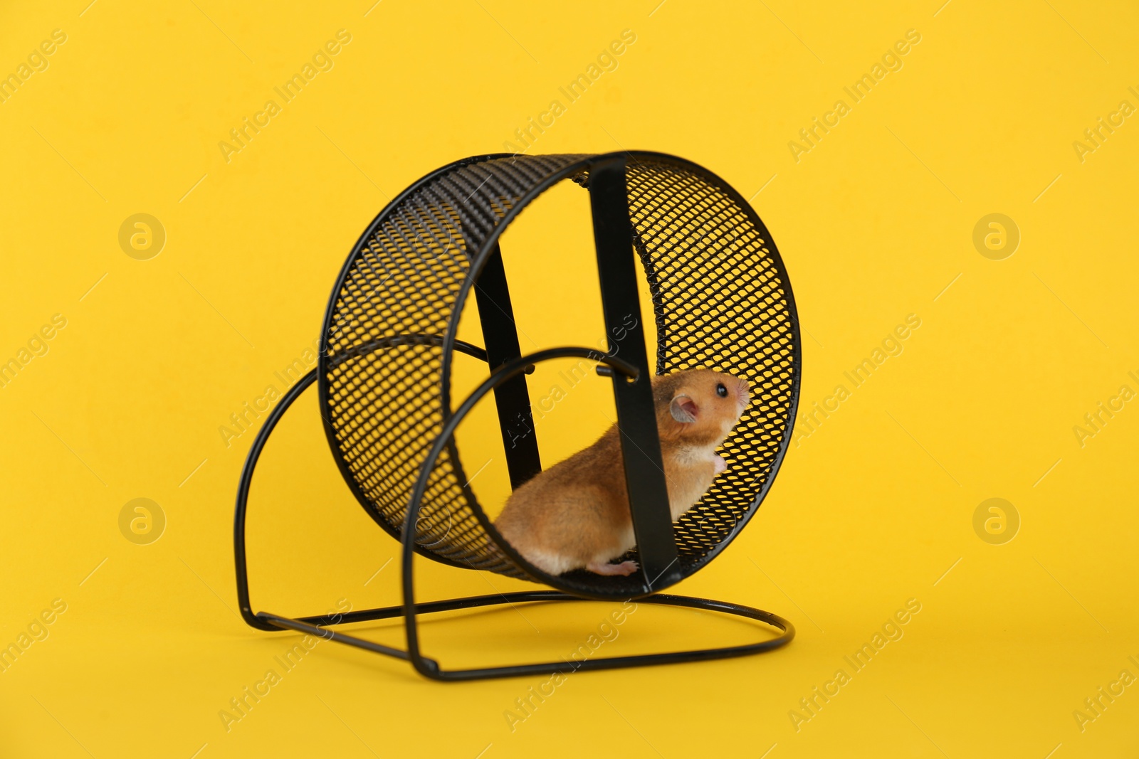 Photo of Cute little hamster in spinning wheel on yellow background