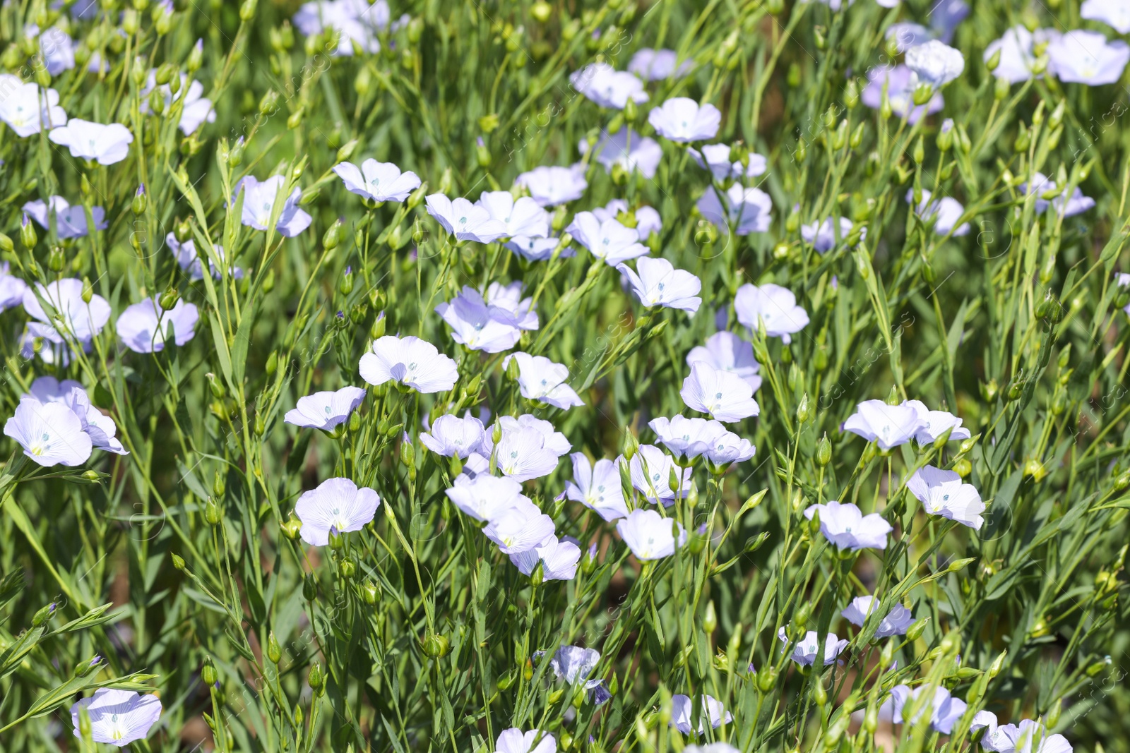 Photo of Beautiful view of blooming flax field on summer day