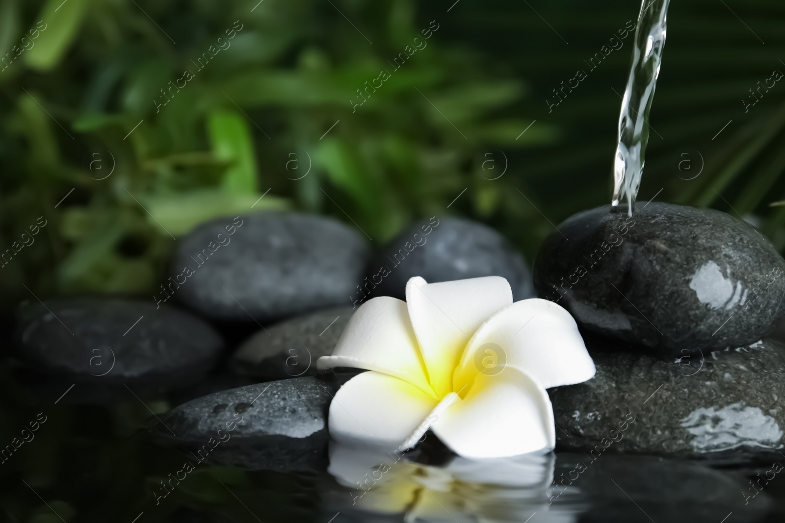 Photo of Zen stones and flower in water against blurred background