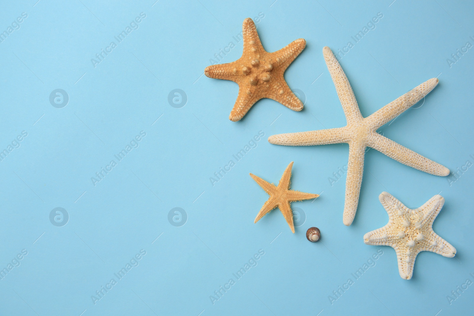 Photo of Beautiful starfishes and sea shell on light blue background, flat lay. Space for text