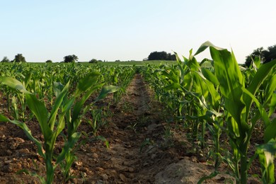 Photo of Beautiful agricultural field with green corn plants on sunny day