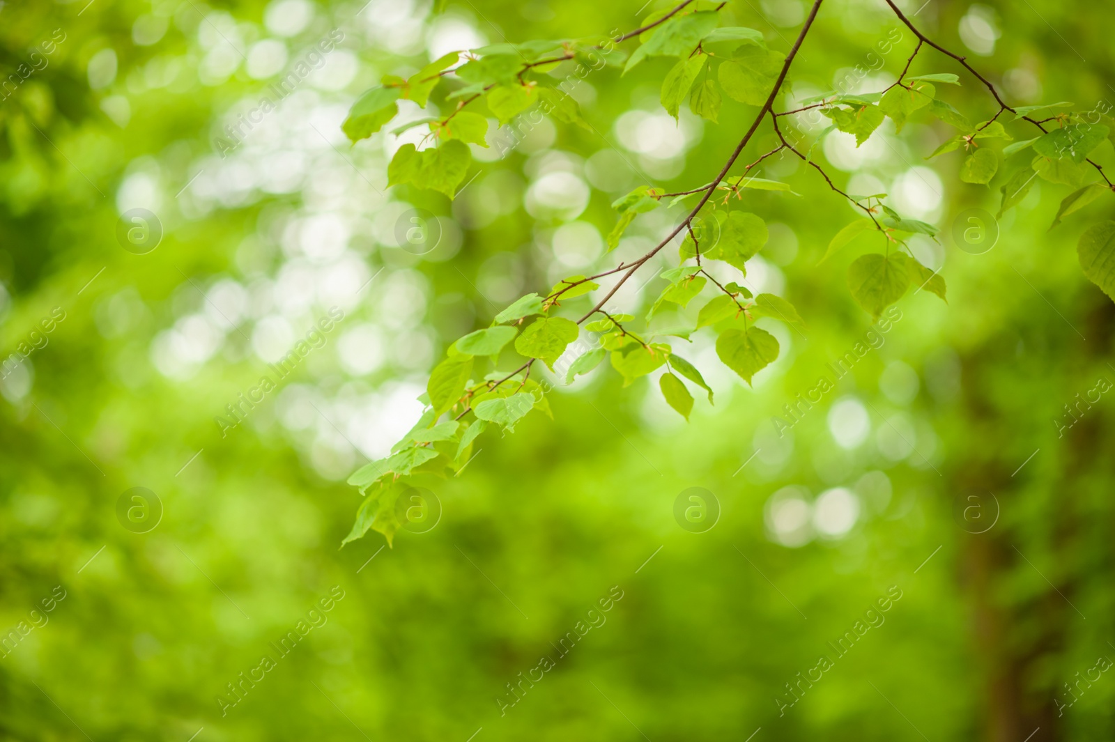 Photo of Tree with beautiful green leaves outdoors, closeup view