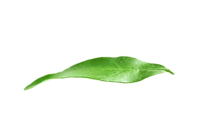 Photo of Fresh green tangerine leaf on white background