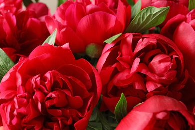 Photo of Beautiful blooming peony flowers as background, closeup