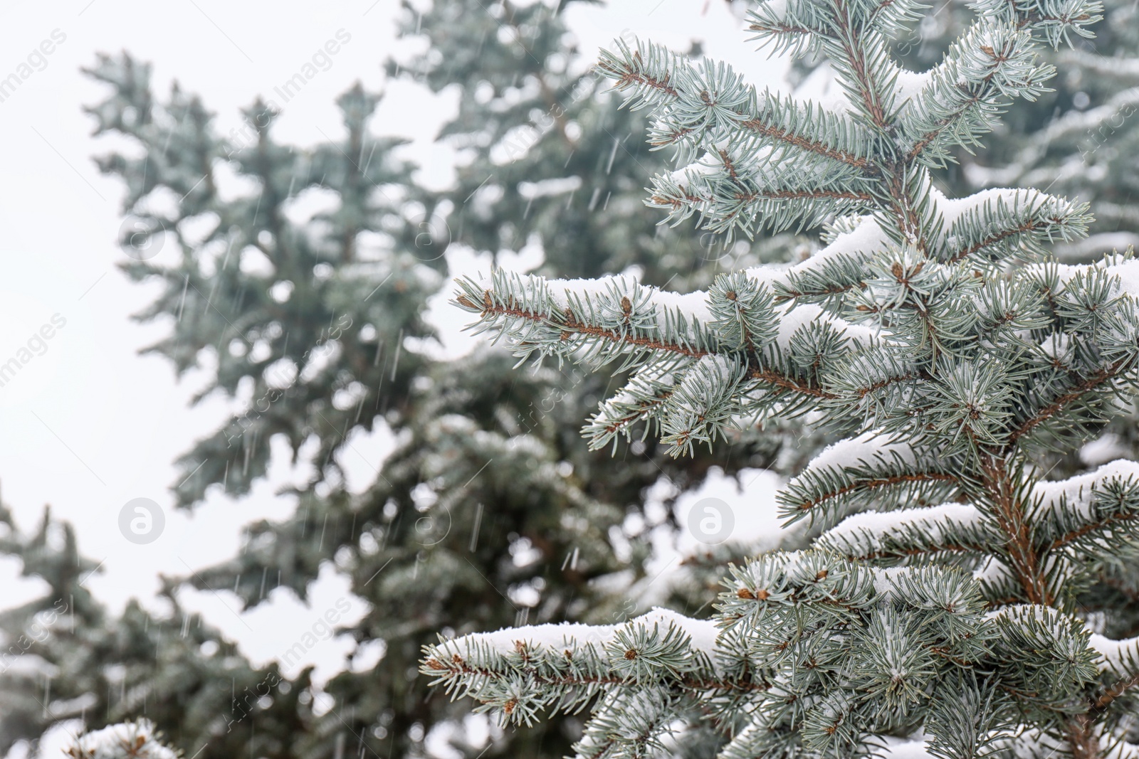 Photo of Coniferous branches covered with fresh snow, closeup