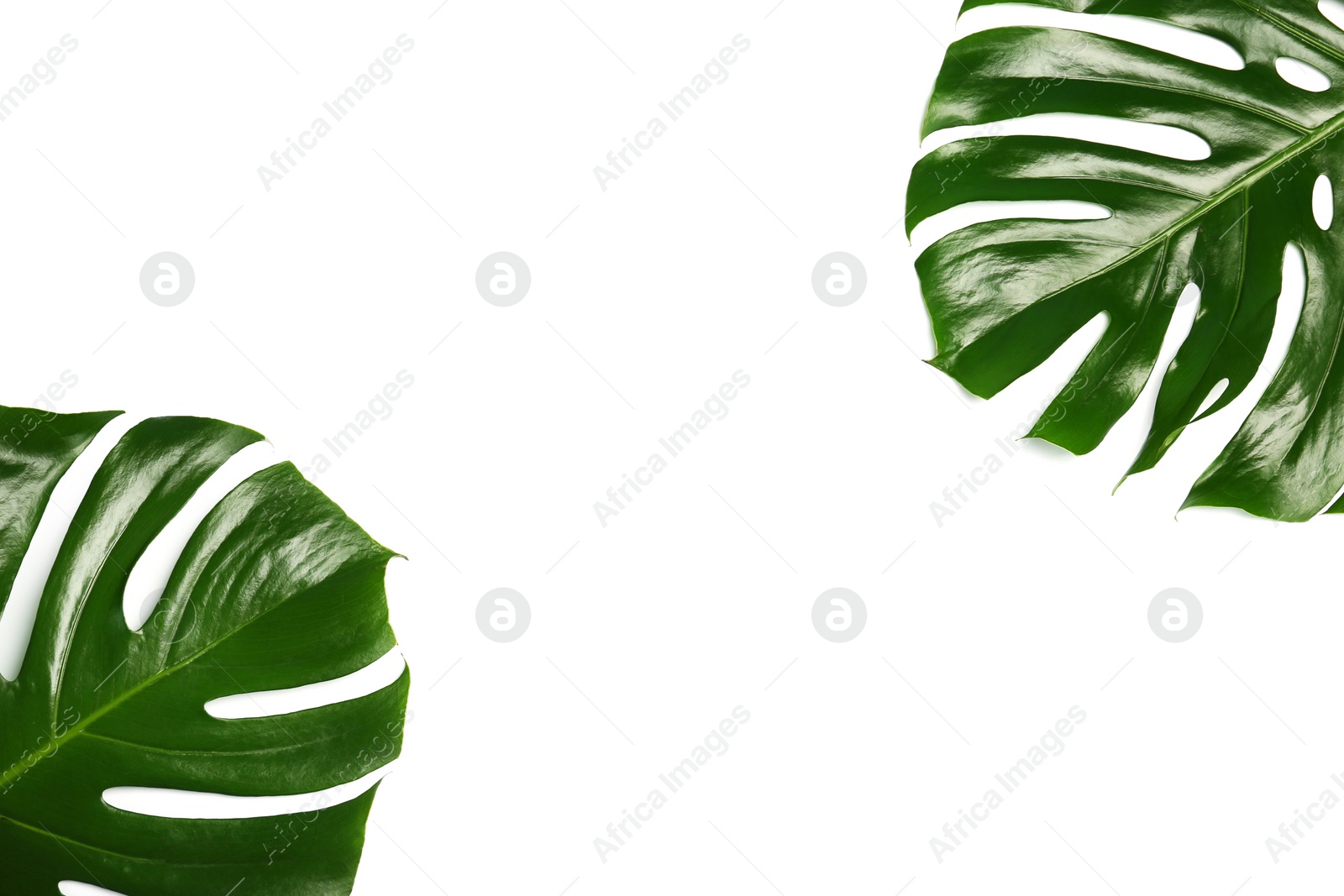 Photo of Fresh tropical monstera leaves on white background, top view