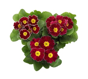 Photo of Beautiful primula (primrose) plants with burgundy flowers on white background, top view. Spring blossom