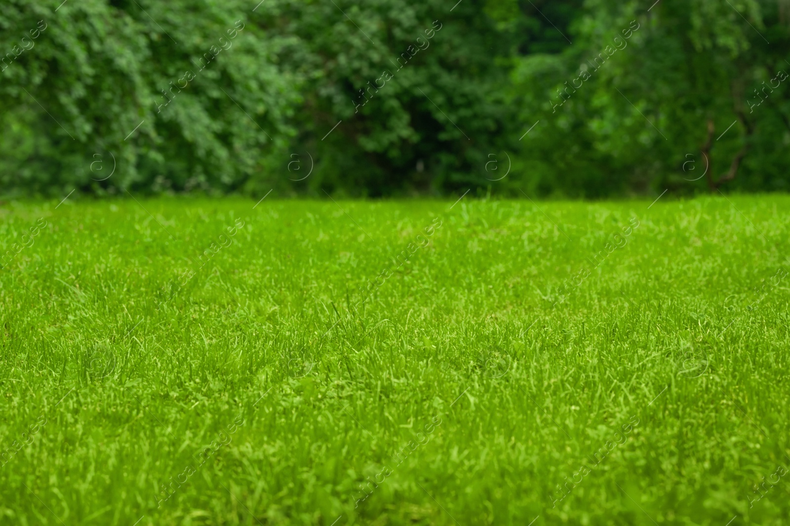 Photo of Beautiful green lawn with freshly mown grass outdoors