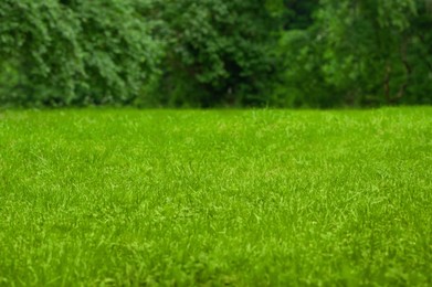 Photo of Beautiful green lawn with freshly mown grass outdoors