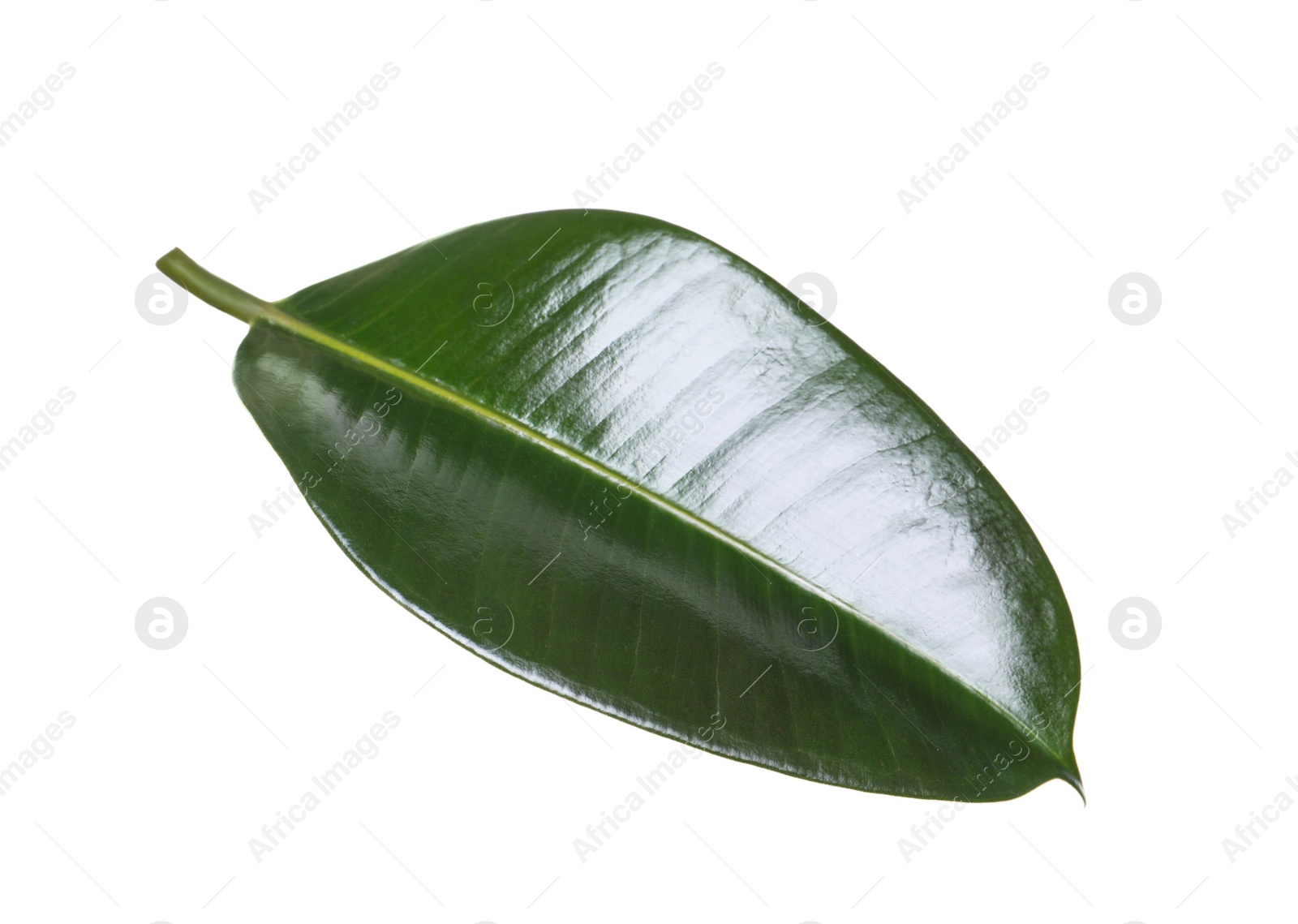 Photo of Fresh green leaf of Ficus elastica plant isolated on white