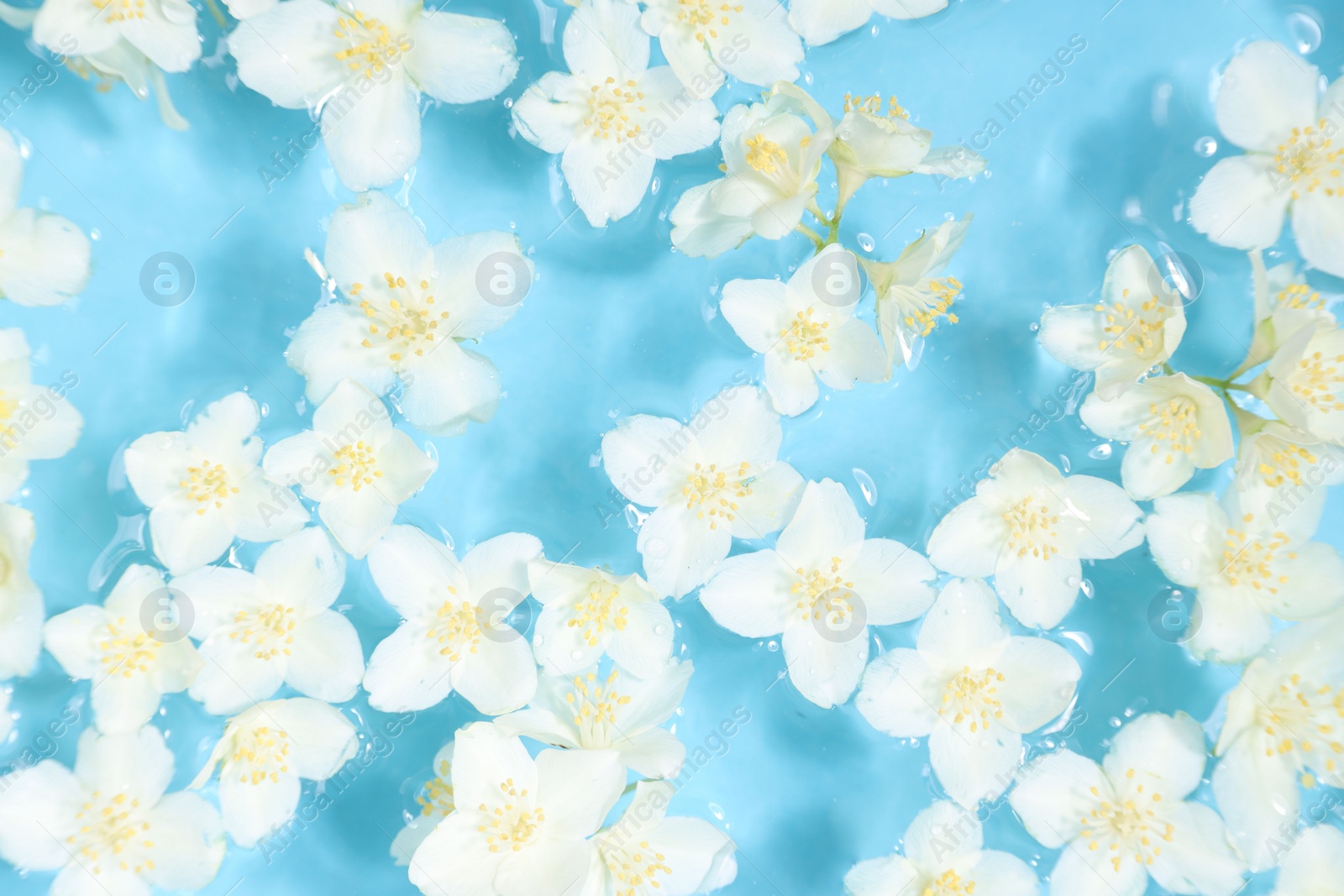 Photo of Beautiful jasmine flowers in water on light blue background, top view