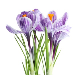 Photo of Beautiful spring crocus flowers on white background