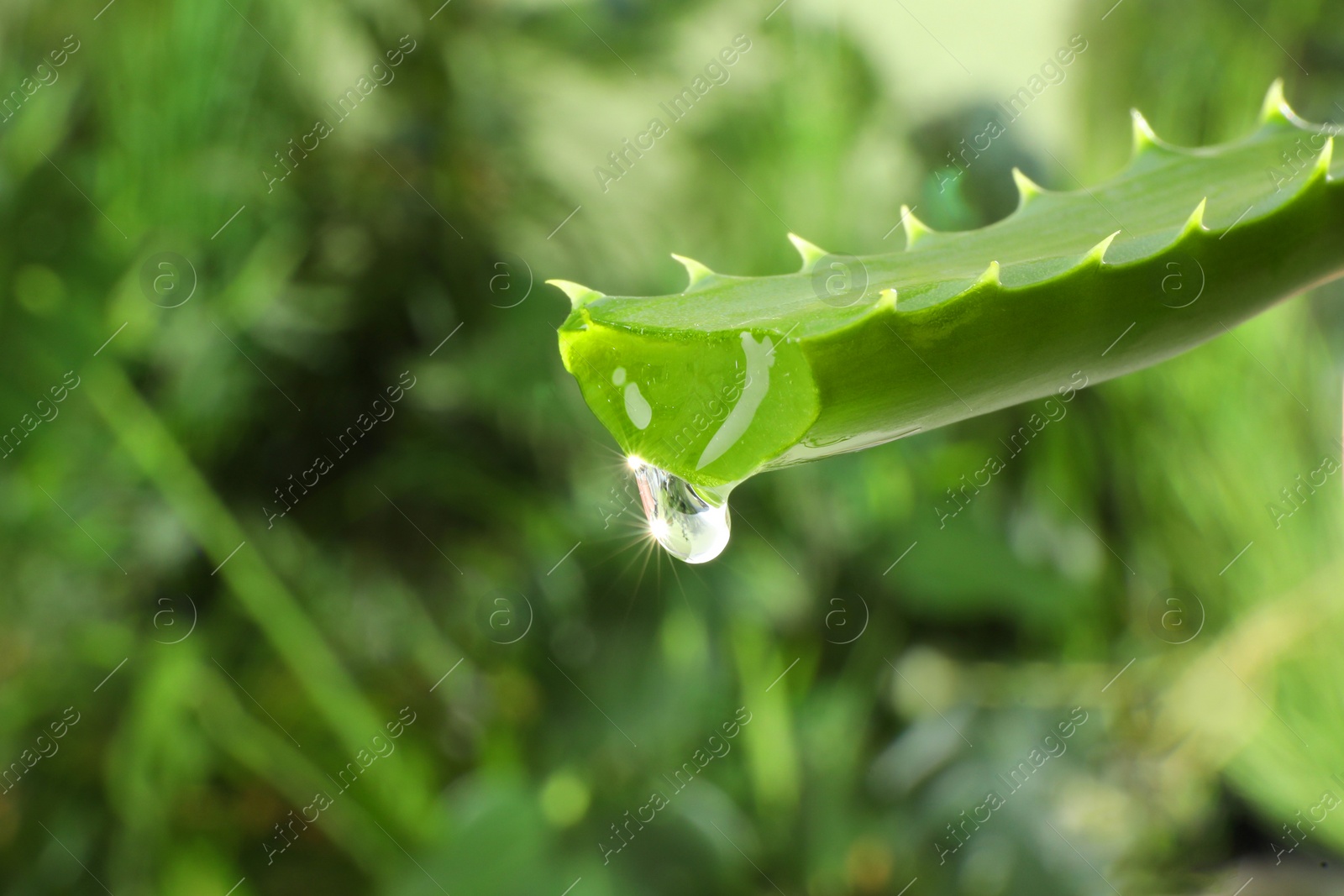 Photo of Leaf of aloe plant with water drop outdoors, closeup. Space for text