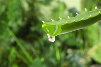 Leaf of aloe plant with water drop outdoors, closeup. Space for text