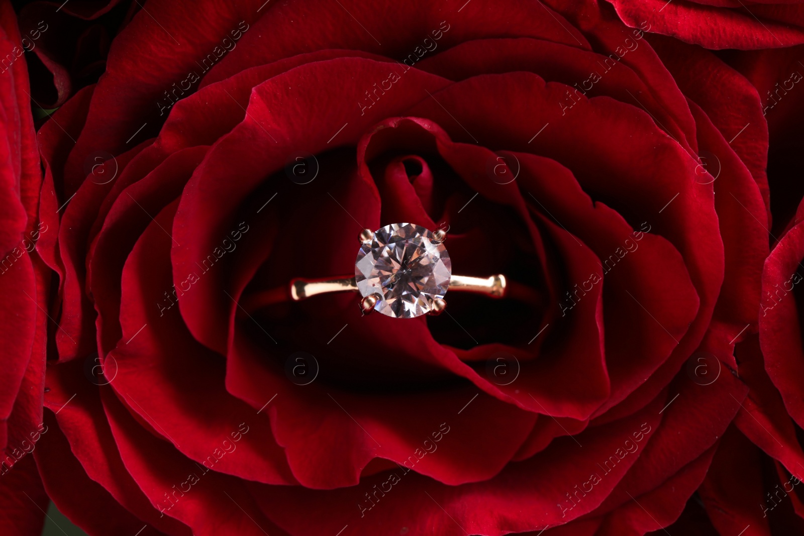 Photo of Beautiful engagement ring with gemstone on rose, closeup