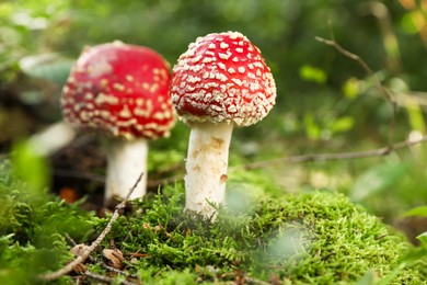 Photo of Poisonous mushrooms growing in forest, closeup. Space for text