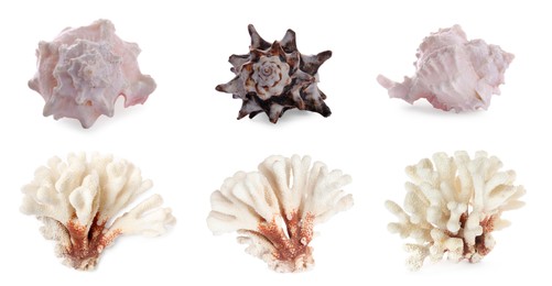 Image of Set of different exotic sea shells and dry corals on white background. Banner design