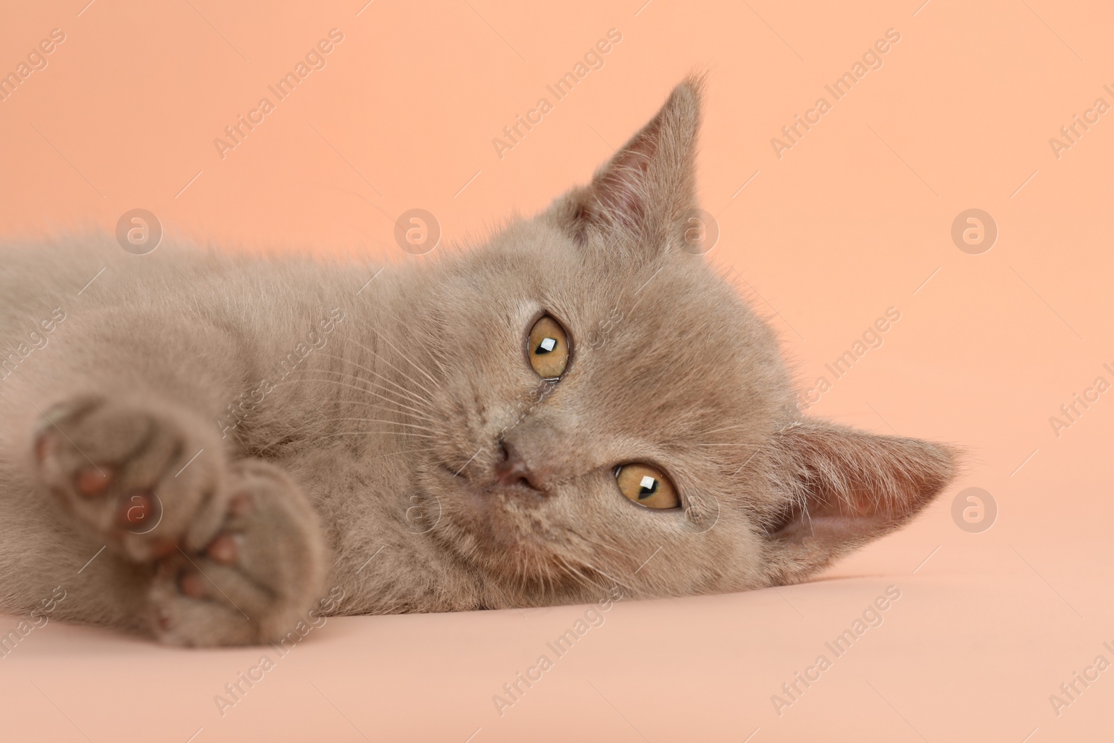 Photo of Scottish straight baby cat on pale pink background, closeup