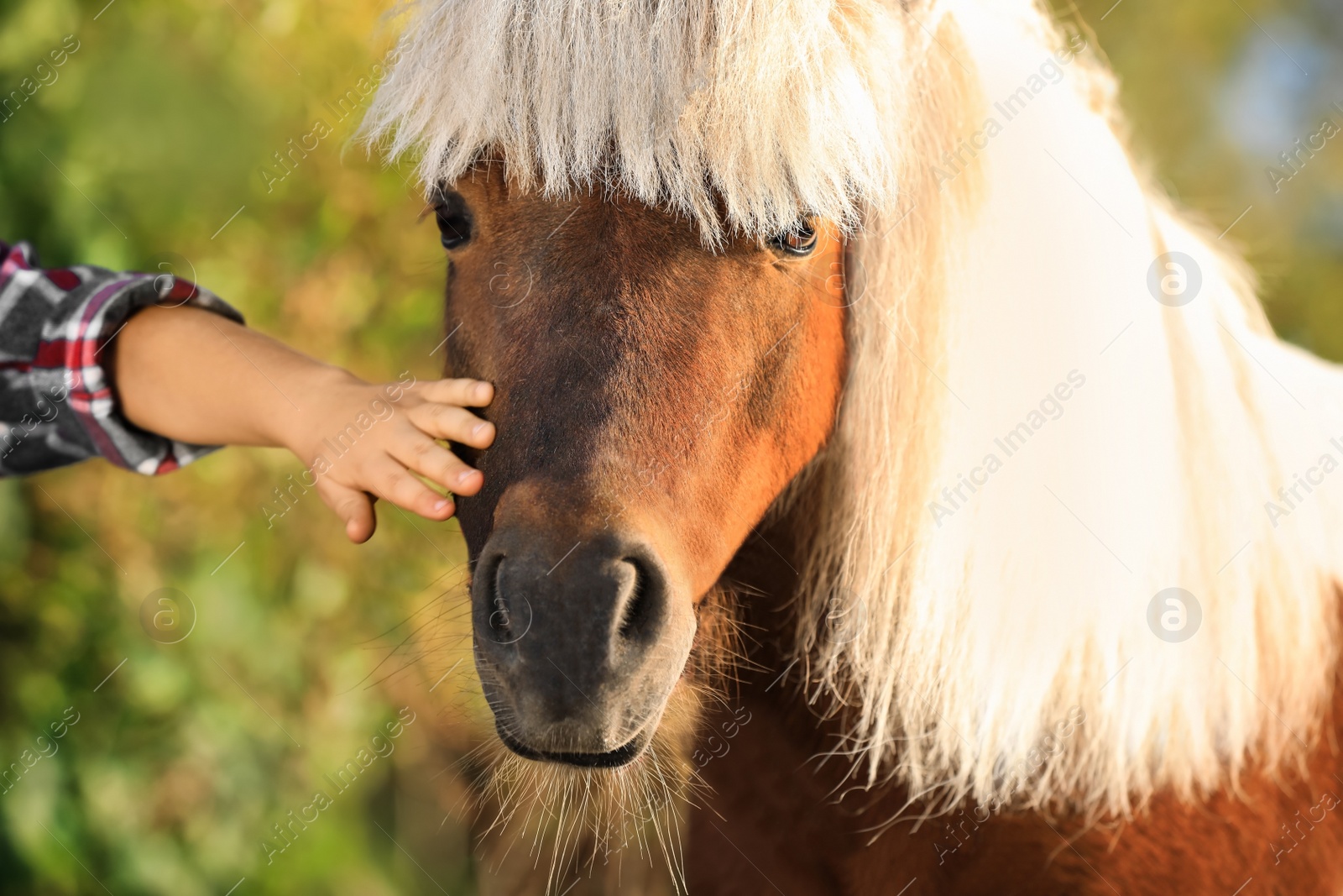 Image of Little child stroking cute pony outdoors on sunny day, closeup