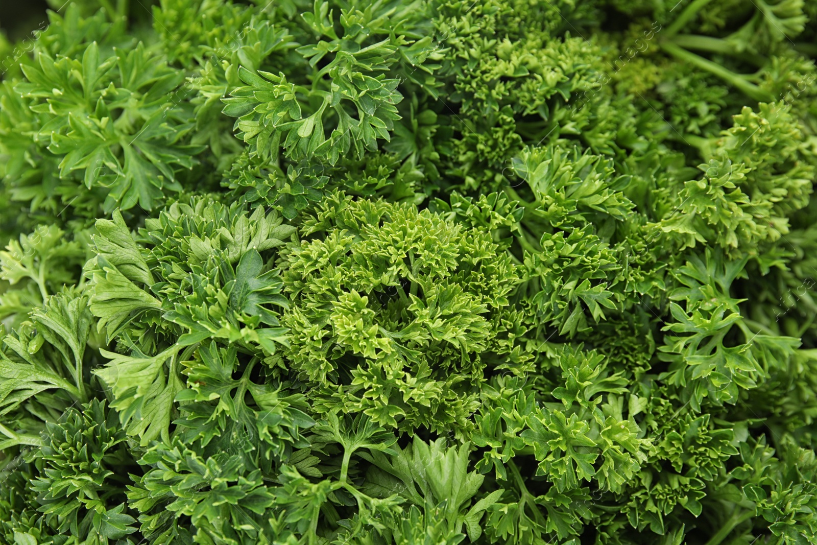 Photo of Fresh green organic parsley as background, closeup