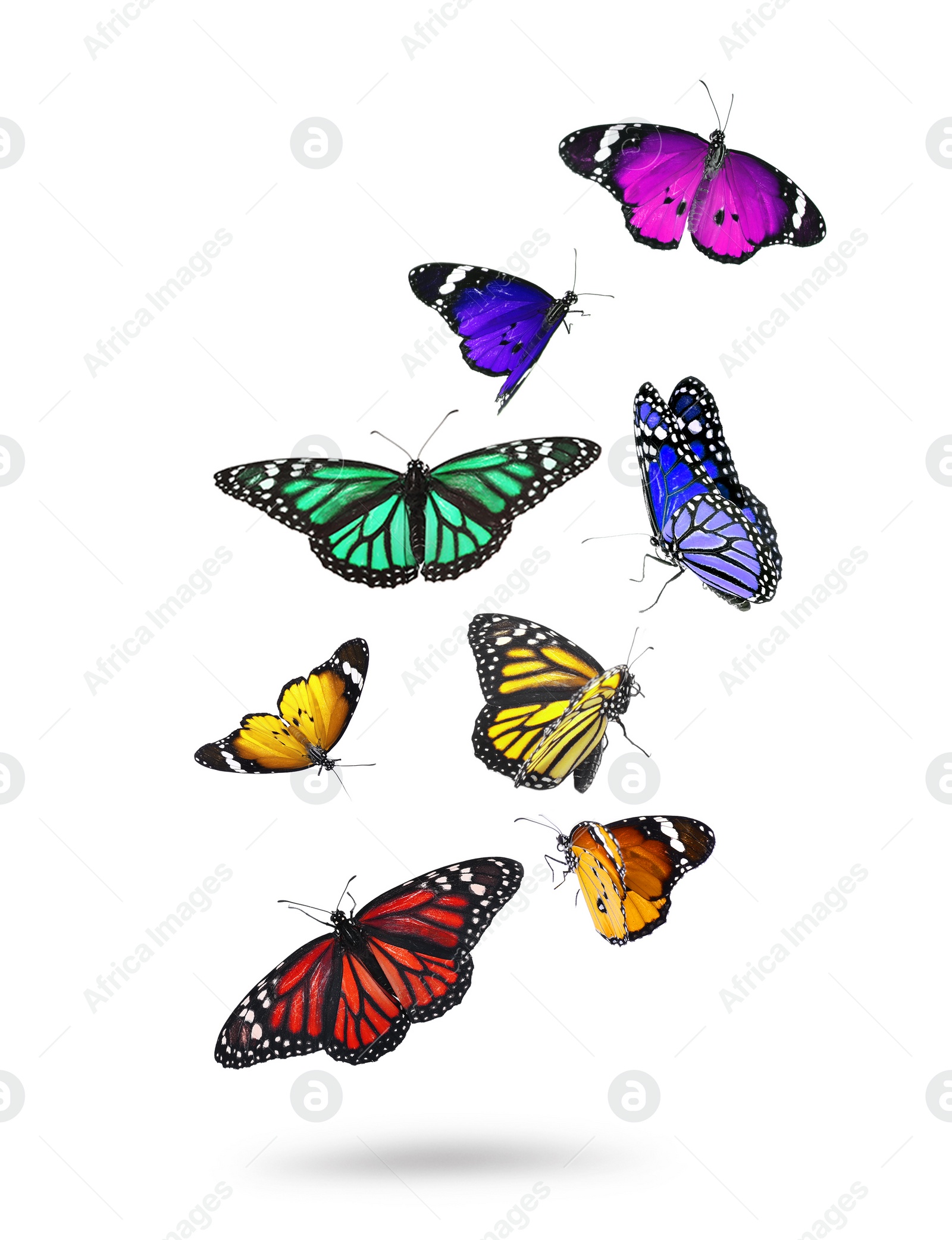 Image of Many beautiful flying colorful butterflies on white background