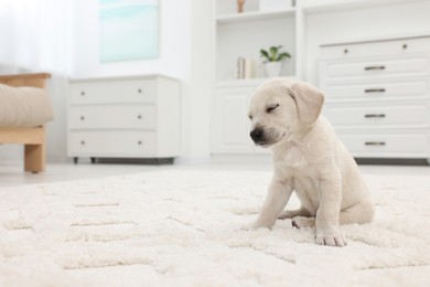 Photo of Cute little puppy on white carpet at home. Space for text