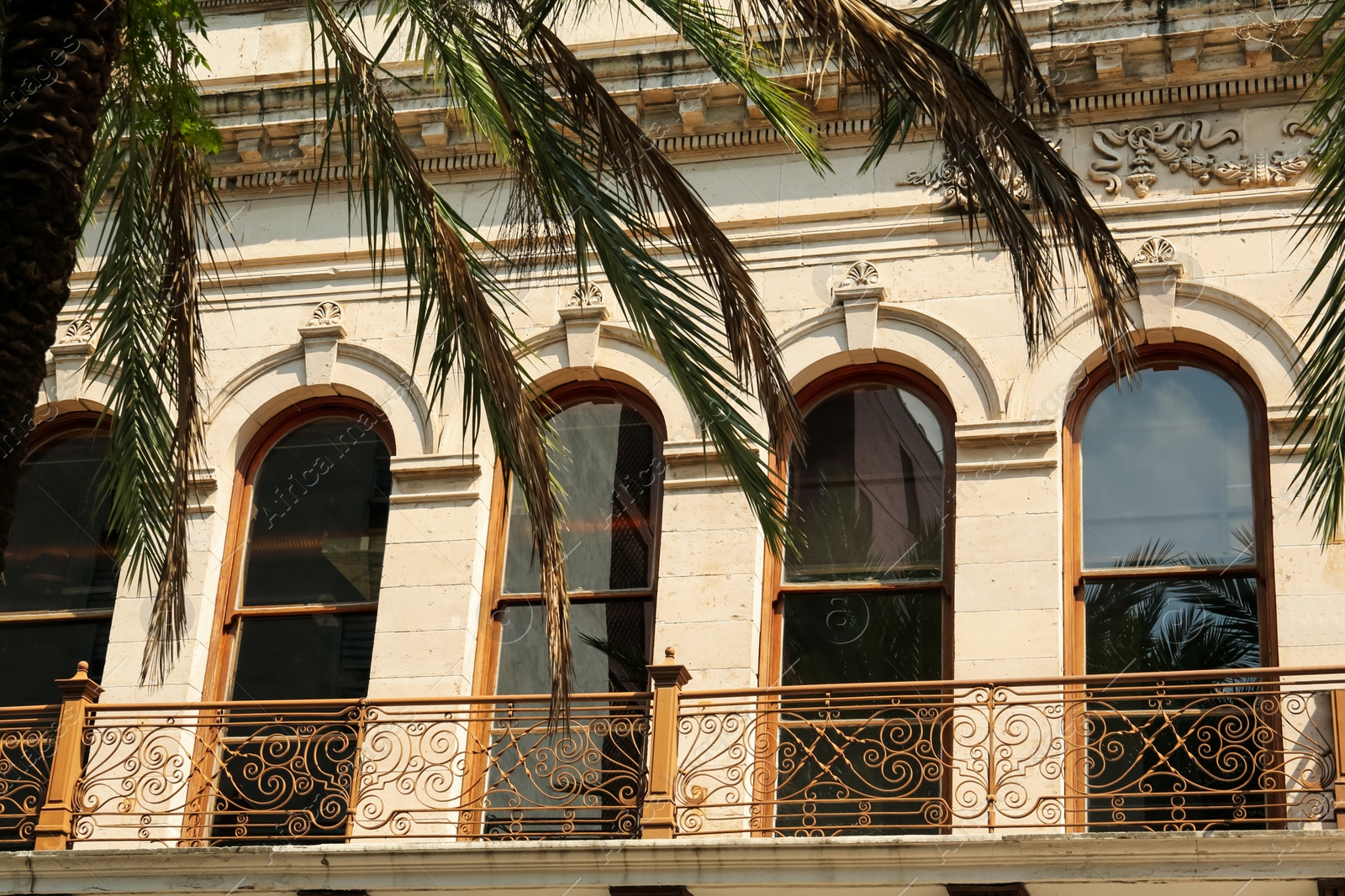 Photo of Palm tree near building in city, low angle view