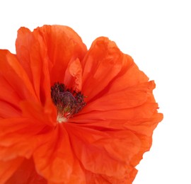 Photo of Beautiful bright red poppy flower on white background, closeup
