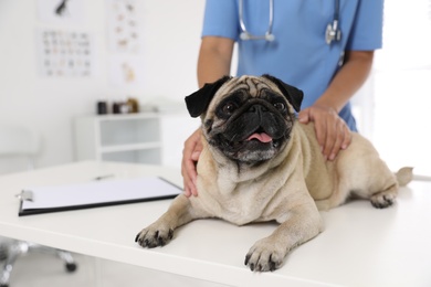 Closeup view of veterinarian examining cute pug dog in clinic, space for text. Vaccination day