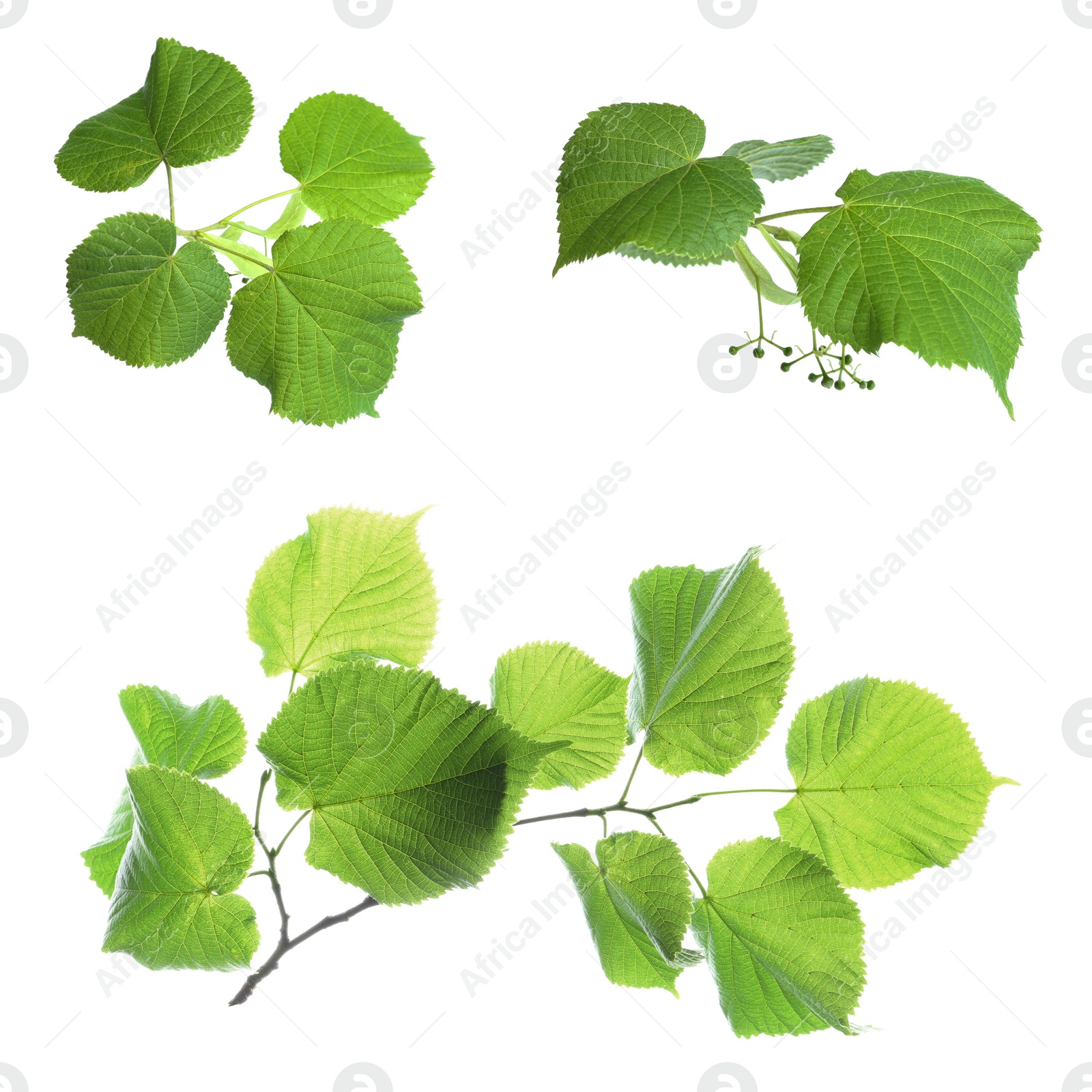 Image of Set with young fresh leaves on white background 