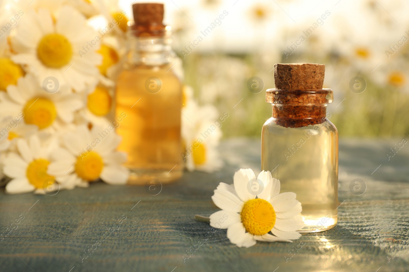 Photo of Bottle of chamomile essential oil on blue wooden table in field