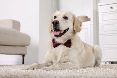 Photo of Cute Labrador Retriever with stylish bow tie indoors