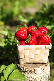 Photo of Basket of ripe strawberries on tree stump in field