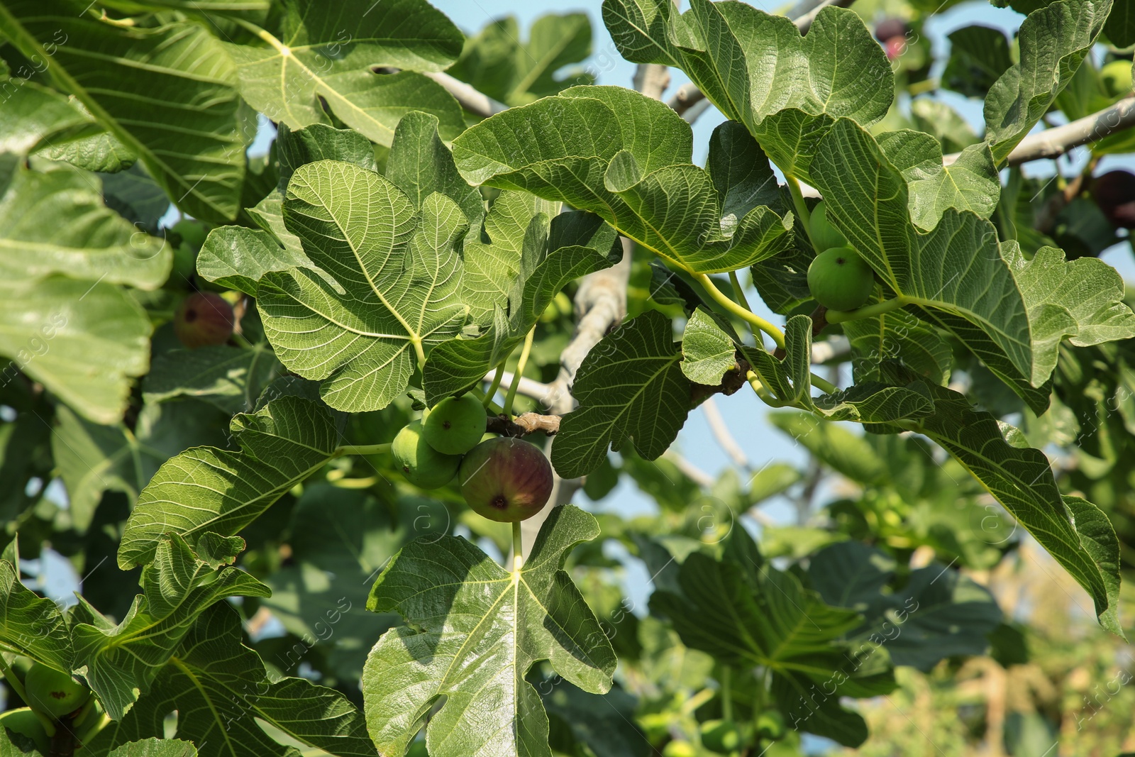 Photo of Unripe figs growing on tree in garden