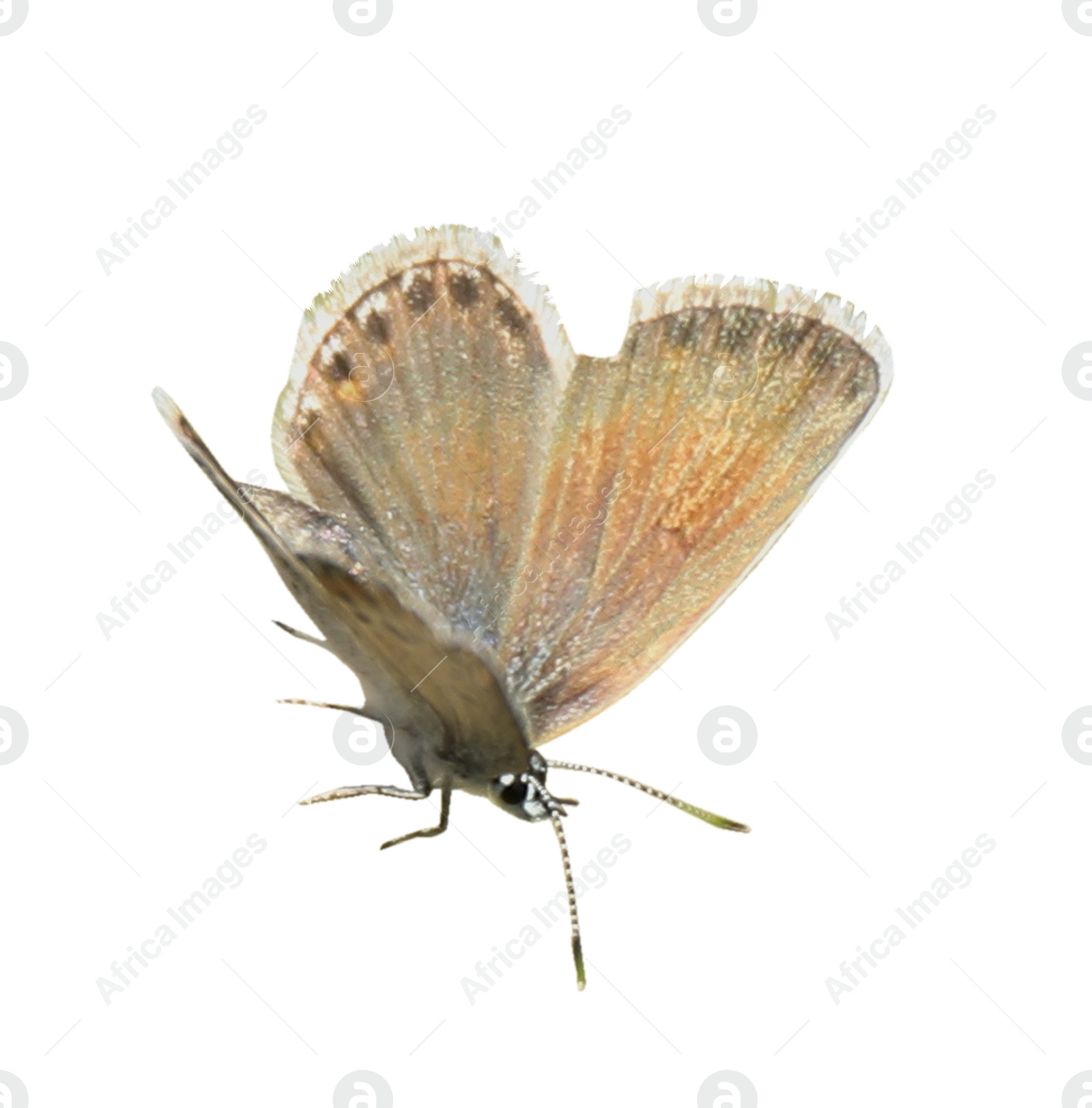 Image of Beautiful bright butterfly flying on white background