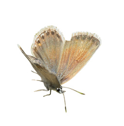 Beautiful bright butterfly flying on white background