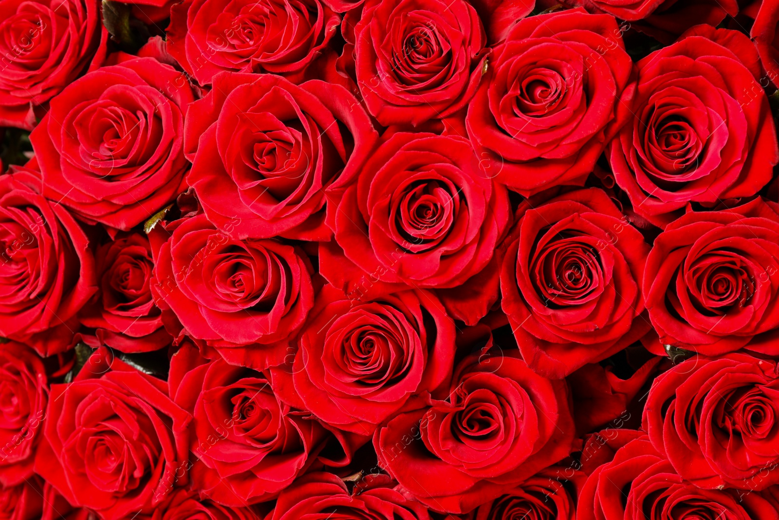 Photo of Luxury bouquet of fresh red roses as background, closeup