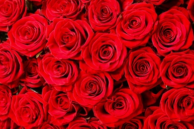 Photo of Luxury bouquet of fresh red roses as background, closeup