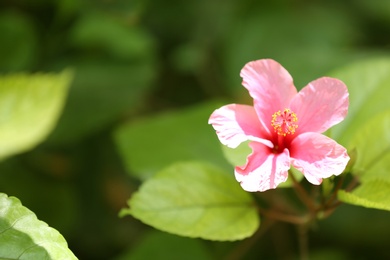 Photo of Beautiful flower at tropical resort on sunny day