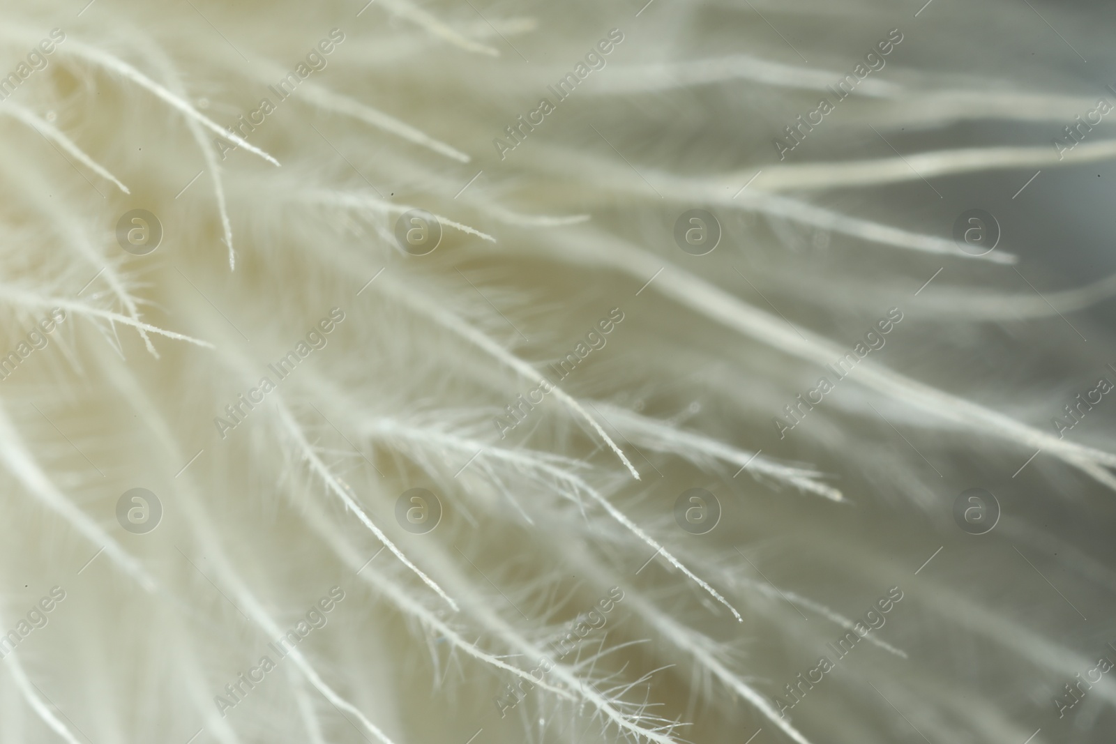 Photo of Texture of beautiful light feather as background, macro view
