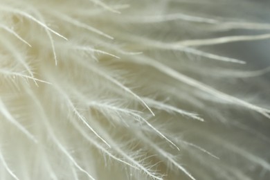 Photo of Texture of beautiful light feather as background, macro view