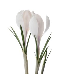 Photo of Beautiful fresh crocus flowers on white background