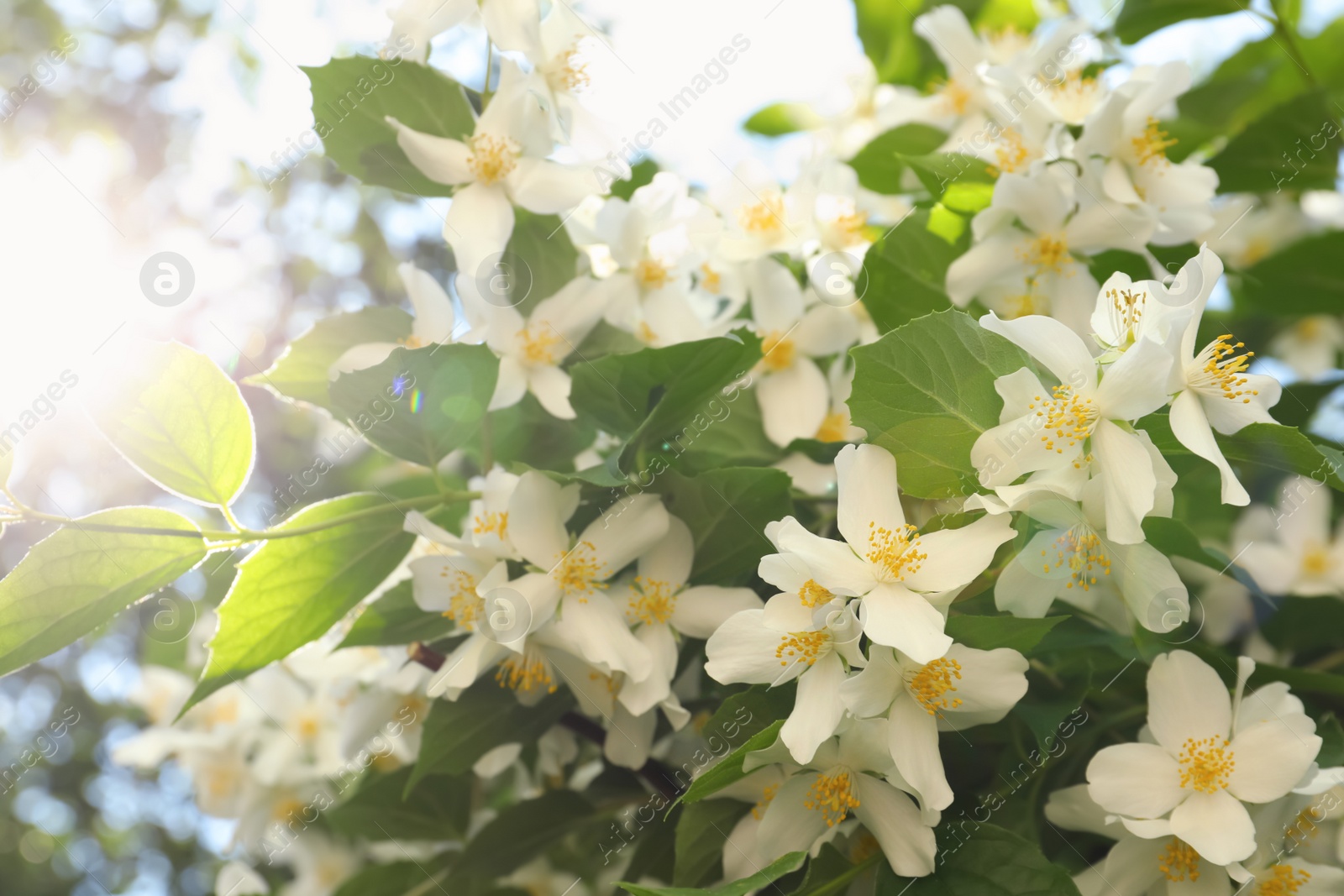 Photo of Beautiful blooming white jasmine shrub outdoors on sunny day, closeup