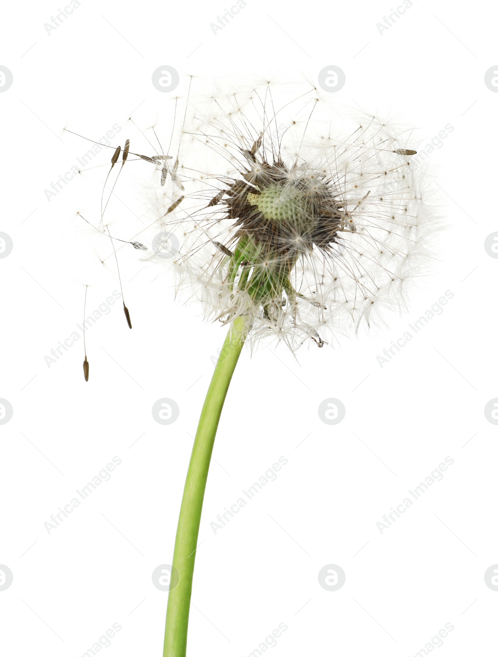 Photo of Beautiful puffy dandelion blowball on white background