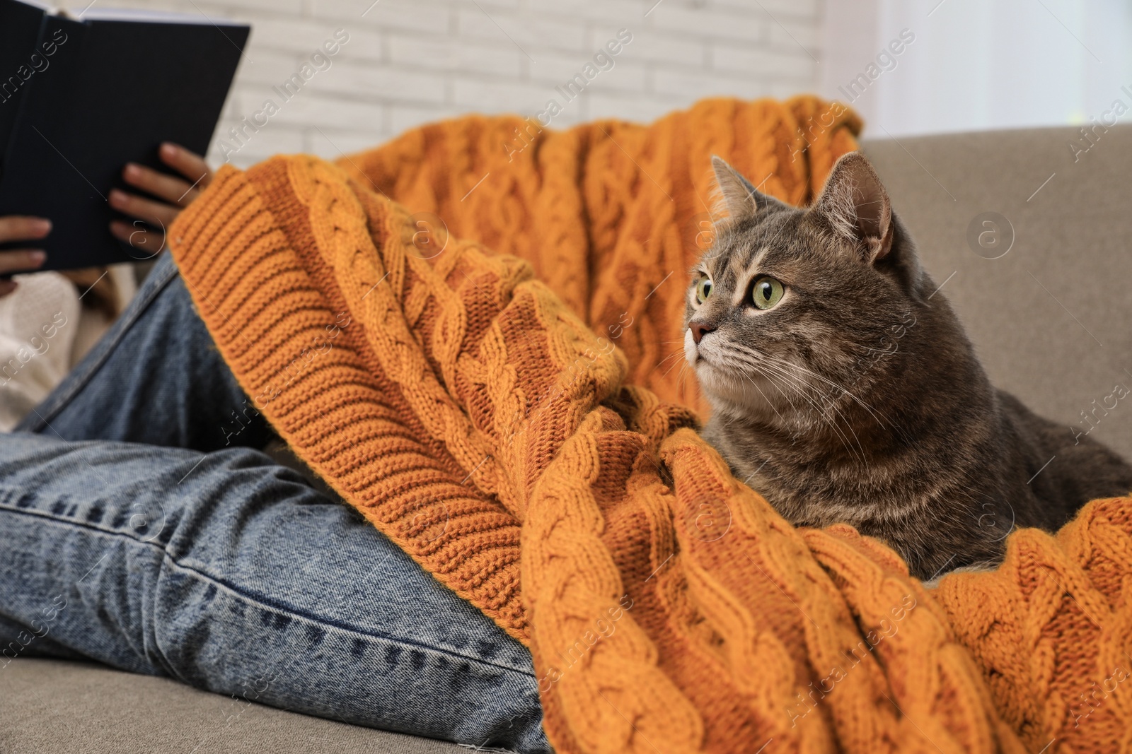 Photo of Woman with grey tabby cat on sofa at home, closeup. Cute pet