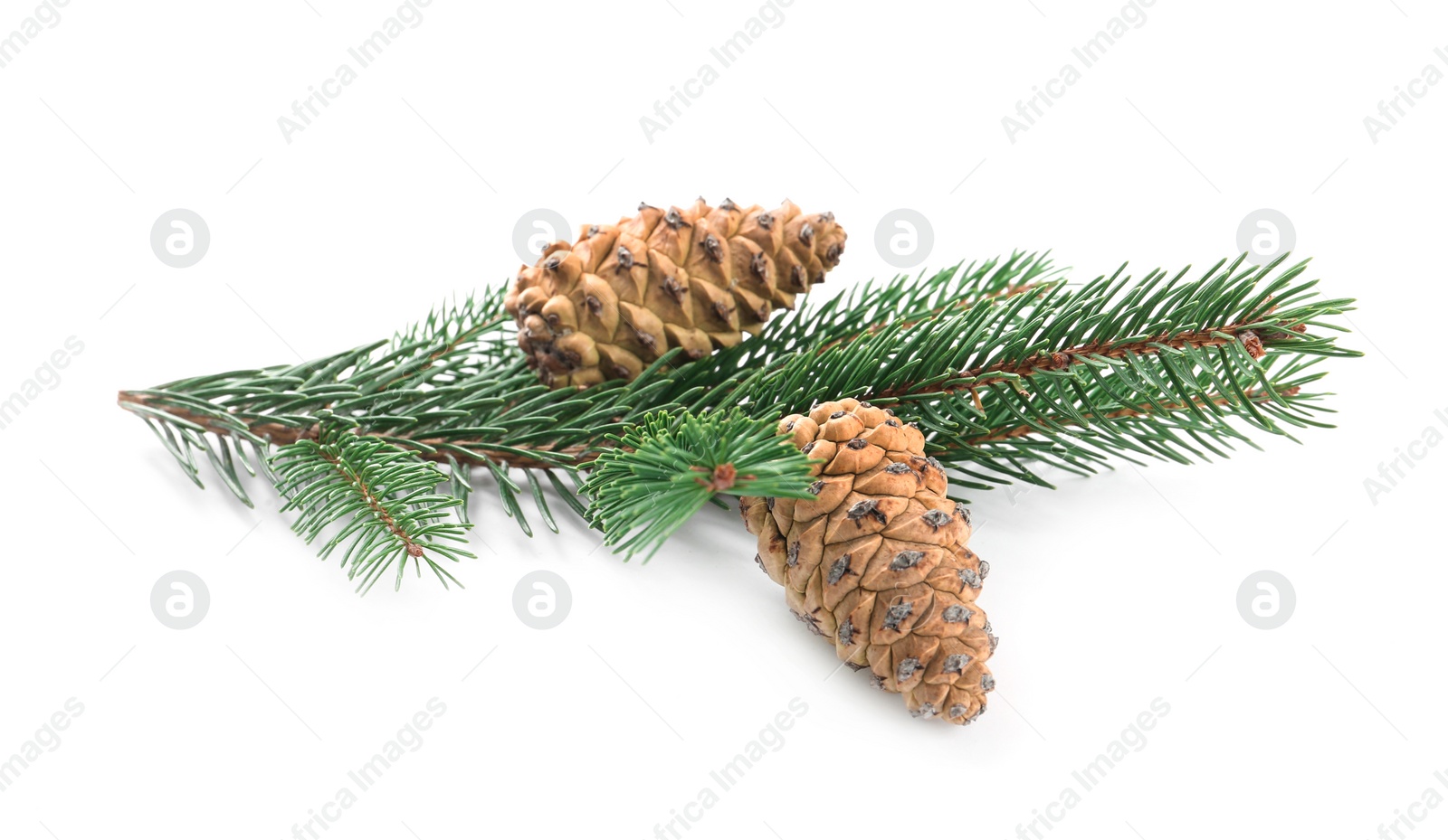 Photo of Fir tree branch with pinecones isolated on white