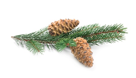 Photo of Fir tree branch with pinecones isolated on white