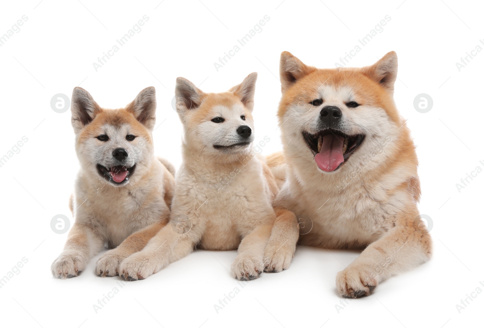 Photo of Adorable Akita Inu dog and puppies isolated on white