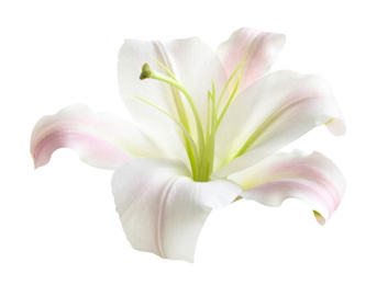 Image of Beautiful blooming lily flower isolated on white