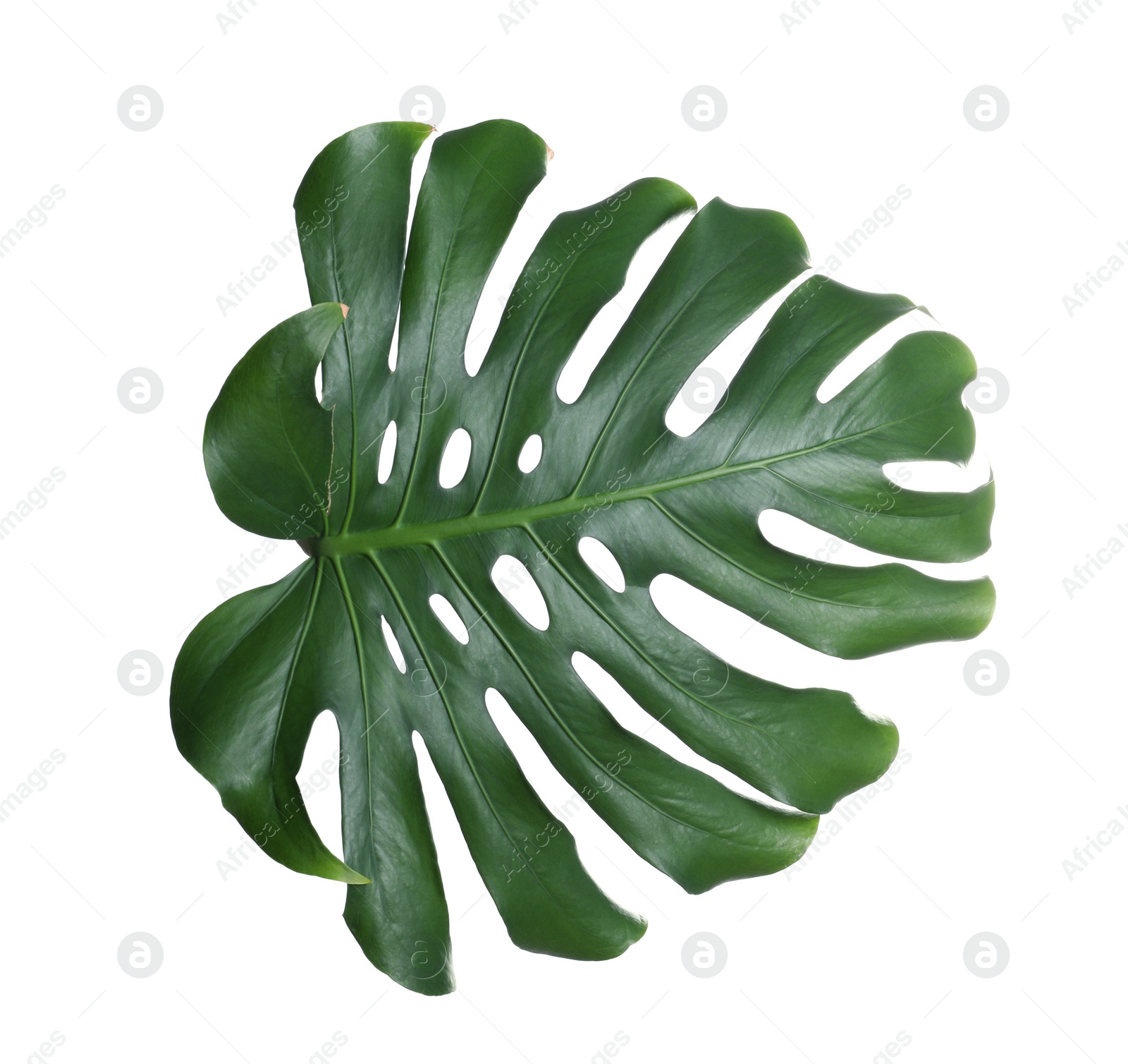 Photo of Green fresh monstera leaf isolated on white. Tropical plant